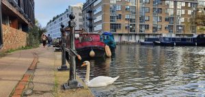 Swan on the Canal at Hackney